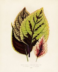 13412.Wall Decor Poster.Room Interior art design.Rare plant leaf.Coleus Murrayi