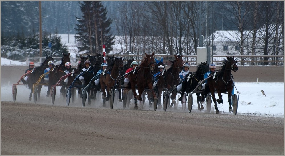 Scandinavian Coldblood Trotter Horses POSTER PICTURE PHOTO PRINT BANNER 13068