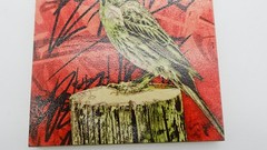 Urban Finch 5×5 Signed Art Distressed Graffiti Bird Illustration Plywood