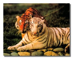 Tiger Pair White and Orange Tigers Up Close Photo Wall Picture 8×10 Art Print