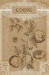 Quince Botanical Art Print French Quince Vintage Botanical Art 4 x 6″ – 16 x 24″