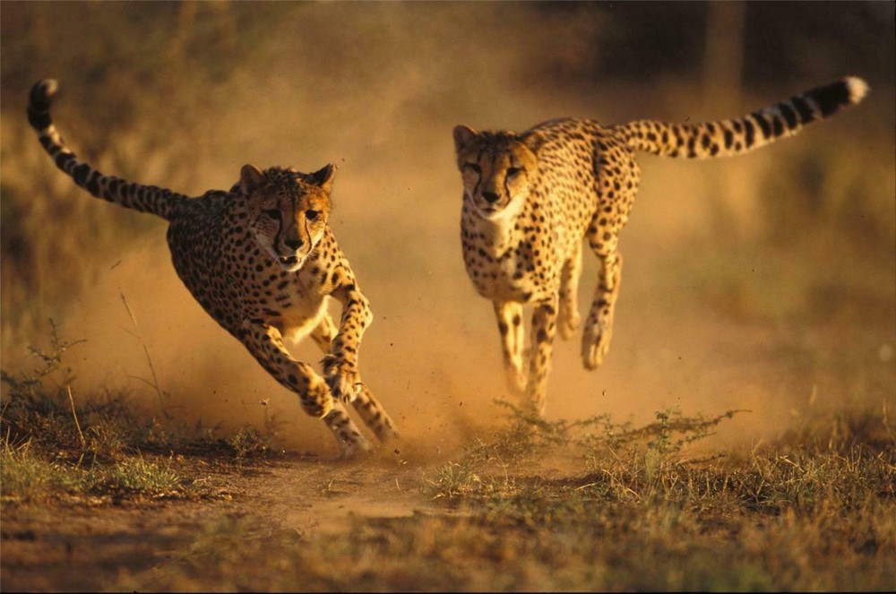 COOL CHEETAHS GLOSSY POSTER PICTURE PHOTO fast sprint wild animal print 1919