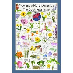 Botanical Symphony: Native Flowers of the Southeast Poster – Wildflower Guide