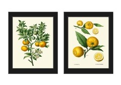Orange Citrus Tree Fruit Botanical Wall Art Set of 2 Prints Beautiful Unframed