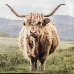 Highland Cow Art Prints Set Of 3 (No Frames) 8×10 Color Farmhouse Creative Bunch