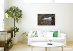 Bald Eagle Photography Print, Screaming Eagle