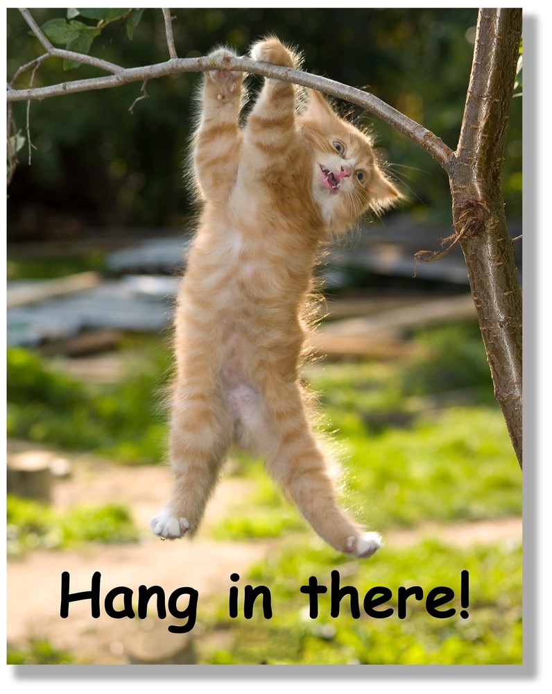 Hang in There Cat Poster – Printed on Premium Cardstock Paper – Sized 11 x 14…