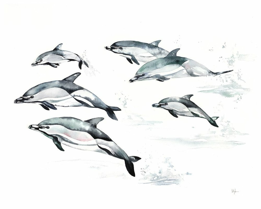 CLAUSE KELLY – COMMON DOLPHIN – ART PRINT POSTER 18″ X 22″(3212)