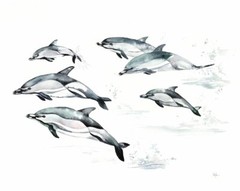 CLAUSE KELLY – COMMON DOLPHIN – ART PRINT POSTER 18″ X 22″(3212)