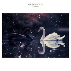 White & Black Swans, Beautiful Lake Wall Art Print pick size A4/A3/A2/90x60cm