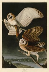 Barn Owl, John James Audubon, Wall Decor Art Print Poster 14″ x 11″ 40481