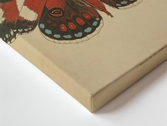 Canvas Wall Art a Butterfly with a Richly Patterned Wing Design Featuring Bold