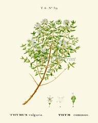 Herbs Botanical Wall Art Set of 12 Prints Beautiful Antique Vintage Unframed