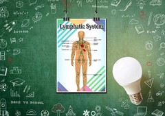 Lymphatic System Anatomy Educational Poster School Science 18×24 Wall Art Print