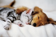 Poster Studio B – Cuddles Kitty Puppy Cat Dog Cute 24×36″ NEW Wall Art CJ1556