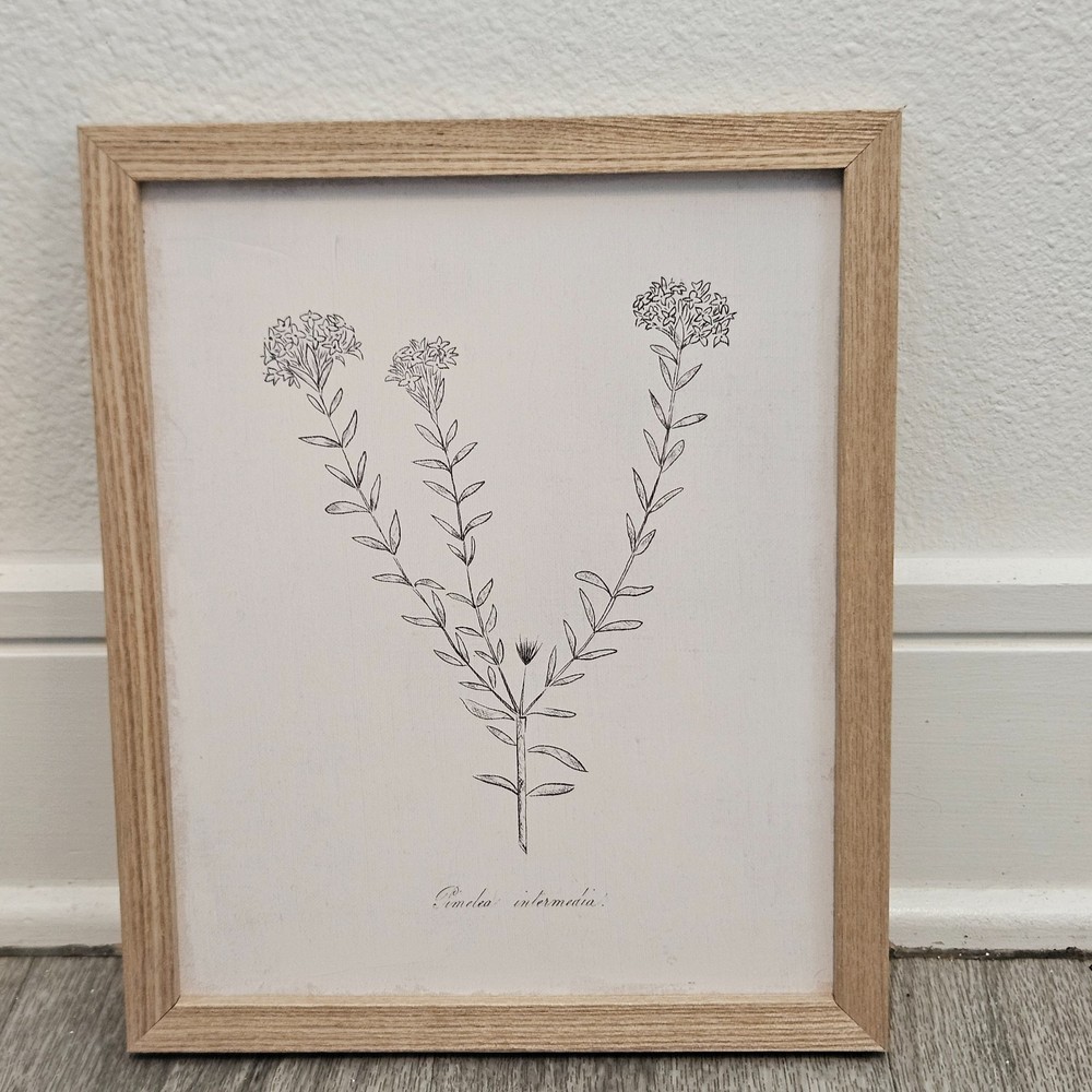 Pimelea Intermedia Framed Botanical Print Natural Wood Minimalist Wall Art 10×12