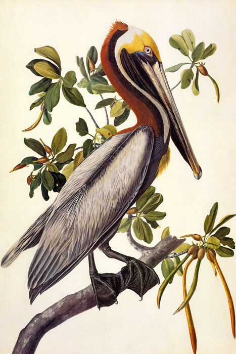 BIRDS OF AMERICA BROWN PELICAN AUDUBON PAINTING REPRO ON PAPER OR CANVAS
