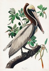 12188.Poster print or Canvas wall decor.Room art design.Audubon bird.Pelican