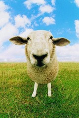 Close Up of Sheep Photo Photograph Cool Wall Decor Art Print Poster 24×36