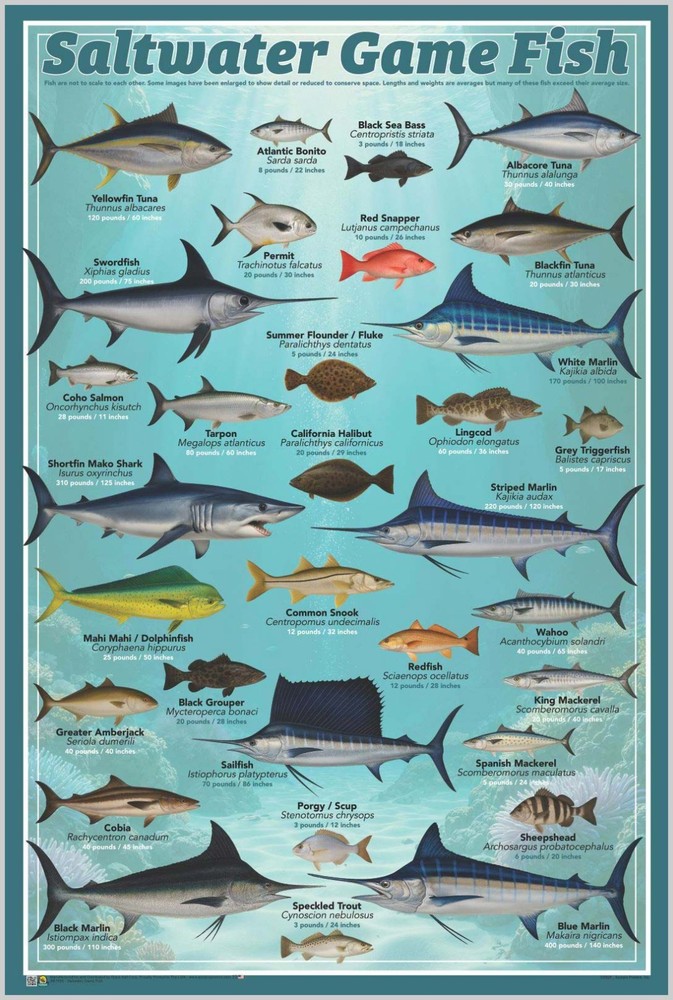 Saltwater Game Fish Poster – 24″ x 36″ (Educational Chart for Fisherman)