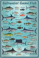 Saltwater Game Fish Poster – 24″ x 36″ (Educational Chart for Fisherman)