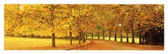 12×36 Poster Print Slim Autumn Leaves Loire Valley 36L» x 12W»