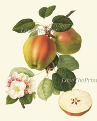 Fruit Botanical Wall Art Set 4 Prints Beautiful Vintage Antique Apple Unframed