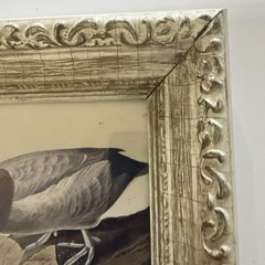 Audubon Framed Print Ducks John James Vintage frame 14×10