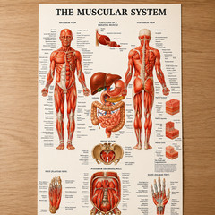 Muscular System Anatomy Poster Medical Education Wall Decor | Multiple Sizes