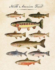 North American Trout Poster | Vintage Fishing Lake House Wall Art Print