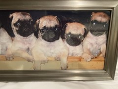 CUTE PUG GLOSSY POSTER PICTURE PHOTO BANNER PRINT cool dogs puppy funny fun