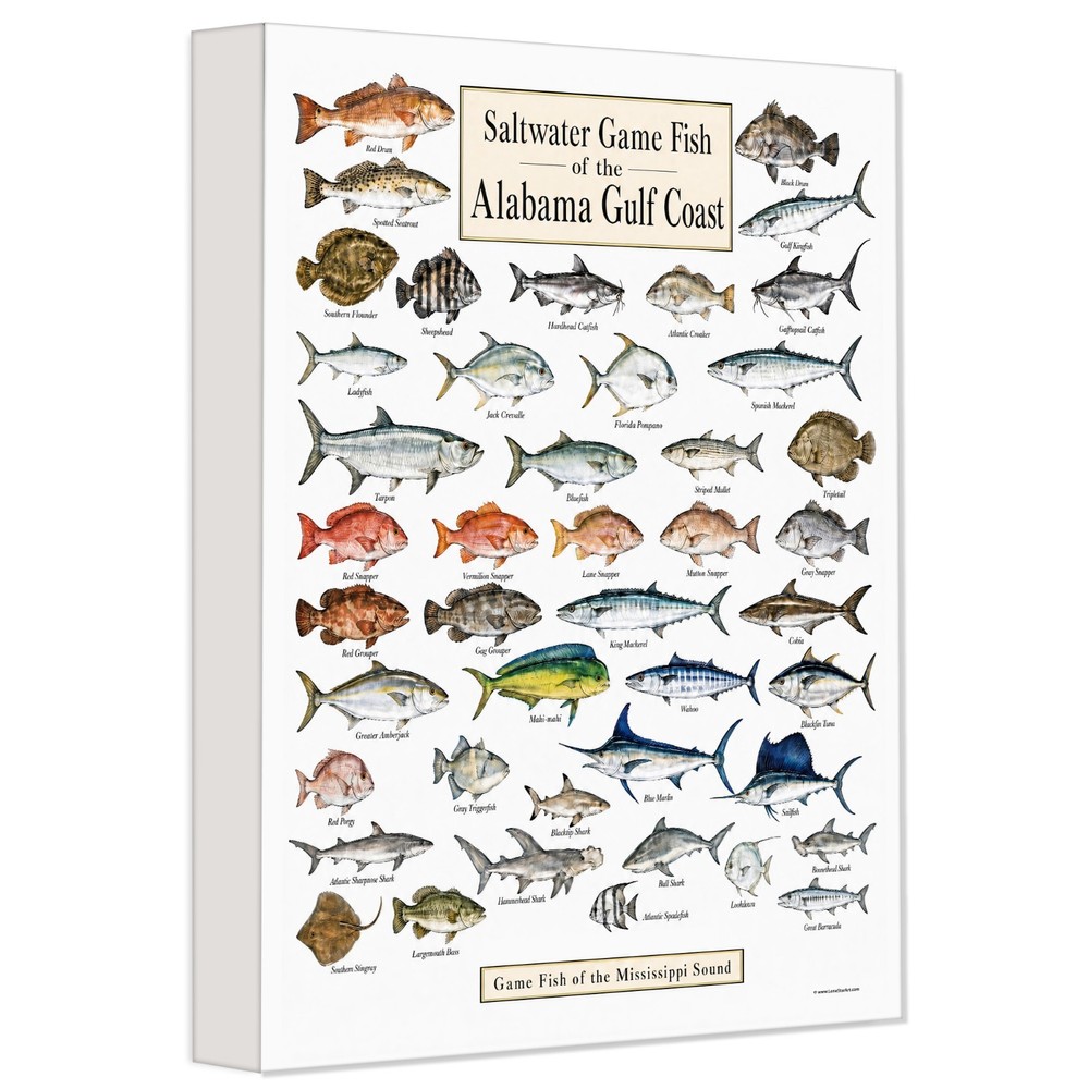 Alabama Gulf Coast Saltwater Fish Canvas 24×36 – Fishing Chart