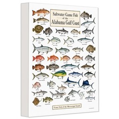 Alabama Gulf Coast Saltwater Fish Canvas 24×36 – Fishing Chart