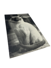 Vintage Siamese Cat B&W Photograph on Board Wall Art 8″ x 13.5″