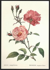 *Vintage* CHINA ROSE Botanical Flower Print ROSA SEMPERFLORENS Florence ITALY