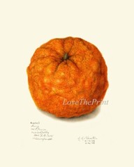 Orange Citrus Fruit Botanical Wall Art Set of 9 Prints Kitchen Dining Unframed