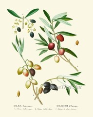 Herbs Botanical Wall Art Set of 12 Prints Beautiful Antique Vintage Unframed