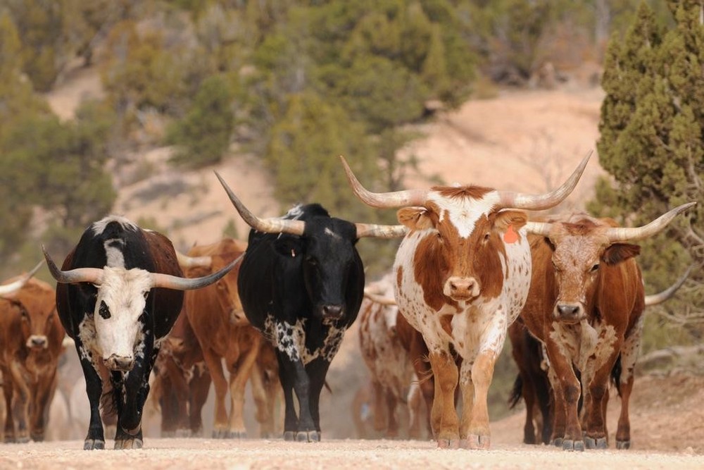 Herd of Texas Longhorn Cattle On Southern Utah Mountain Ranch Cows Walking Photo