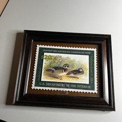 Framed Wood Duck Migratory Bird Hunting Conservation Stamp Print 2007-2008 Art