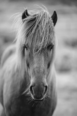 Portrait of Icelandic Pony Horse in Black and White Photo Poster 24×36