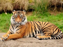 COOL TIGER GLOSSY POSTER PICTURE PHOTO PRINT bengal lying laying jungle cat 2287