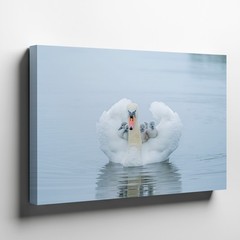 White swan carrying grey cygnets on calm water nature canvas wall art print