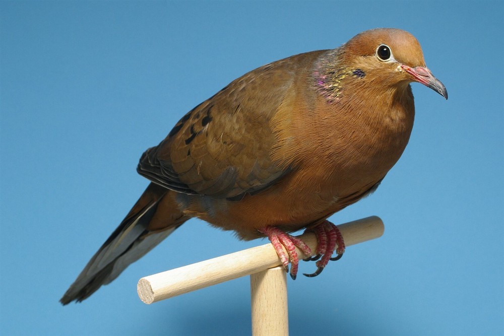 EXTINCT SOCORRO DOVE BIRD GLOSSY POSTER PICTURE PHOTO PRINT BANNER 10739