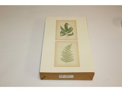 11″ x 14″ Ferns Art Print – Applejack Art 2005 – Printed in USA – LO0506