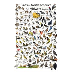 Where’s Wildlife Birds of North America The Midwest Region – Bird Poster