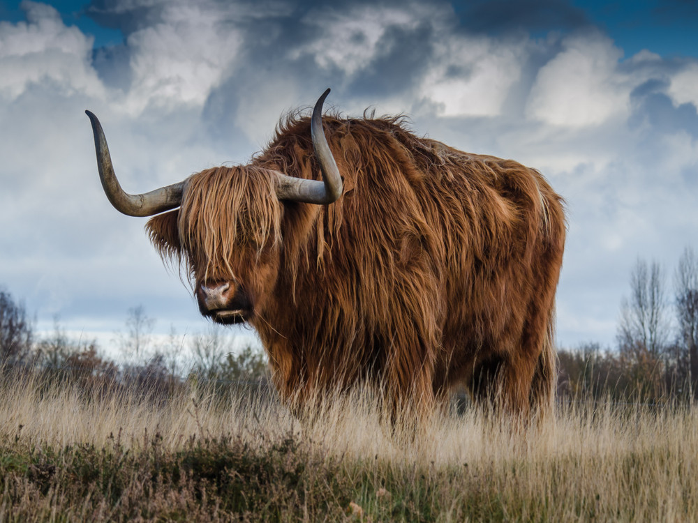 Highland Cow Farm Rustic Cattle Cowboy High Quality Canvas/Photo Paper PA16