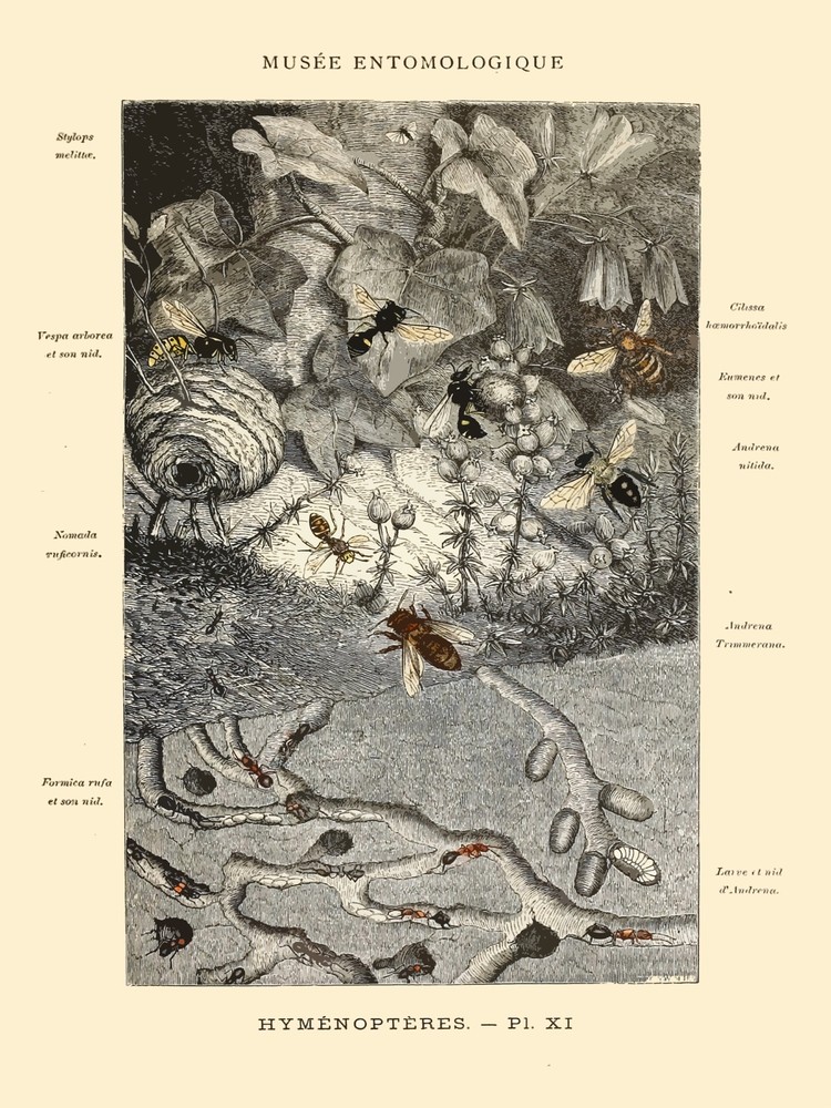 Decoration Poster.Home wall art.Room design.French Bug Science illustration.9132