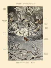 Decoration Poster.Home wall art.Room design.French Bug Science illustration.9132