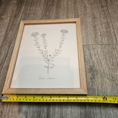 Pimelea Intermedia Framed Botanical Print Natural Wood Minimalist Wall Art 10×12