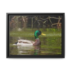 Mallard Duck Matte Canvas Framed | Wildlife Wall Art